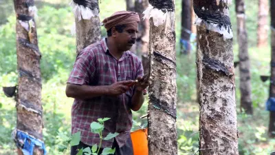 New Rubber Tapper Scheme Offers 125 Days Work at ₹401