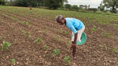 Andhra Pradesh Paddy Ban: Krishna Delta Water Crisis Alert