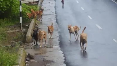 Kozhikode Stray Dog Shelter Plan Hits Real Estate Wall