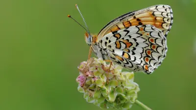 India Completes First Butterfly Moth Catalogue in 12 Years