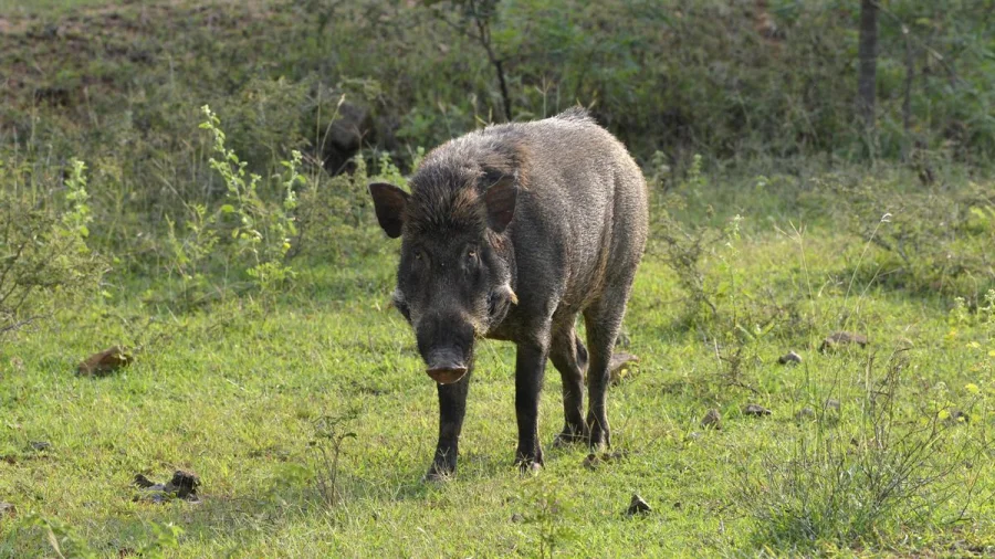 Wild Boar Carcasses Found in Kerala Village Raise Alarm